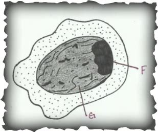 Apicomplexa - Parasitology Notebook