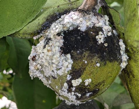 Small but Destructive: Hibiscus Mealybug Emerges as Concerning Pest of Florida Fruits ...