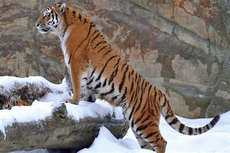 Siberian Tiger (Amur Tiger) - Facts For Kids, Pictures, Habitat, Behavior, Characteristics ...