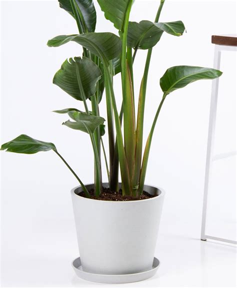 Buy Potted Bird of Paradise Indoor Plant | Bloomscape