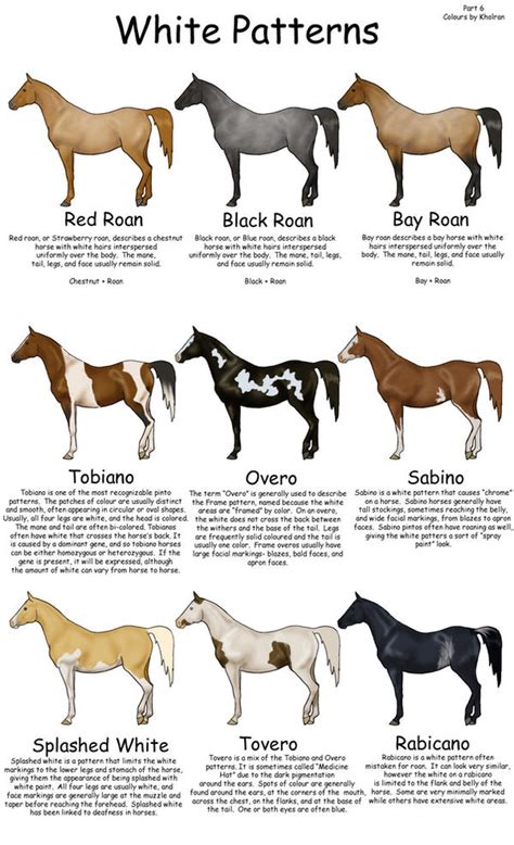 Equine_Colors__White_Patterns_by_Kholran.jpg