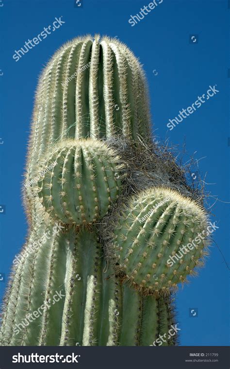 Saguaro Cactus With A Bird'S Nest Built In The Newly Budding Arms. Stock Photo 211799 : Shutterstock