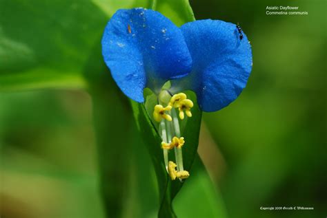 US Wildflower - Asiatic Dayflower, Mouse Ears, Dew Herb - Commelina communis