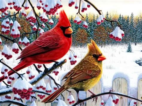 Cardinal Wallpaper Winter - WallpaperSafari