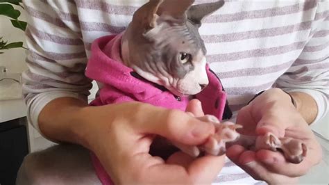 HOW TO TAKE CARE OF A SPHYNX CAT – HousePetsCare.com