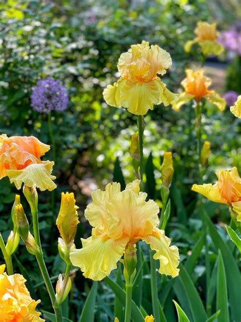 Bearded Iris Care: 5 Reasons You Should Grow Them - Stacy Ling