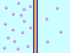 Plant Life: Cells and Diffusion