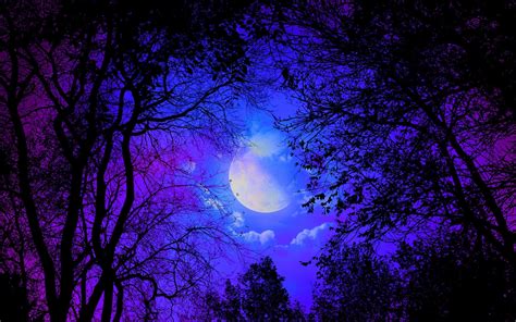 Purple Forest Wallpapers - Top Free Purple Forest Backgrounds - WallpaperAccess