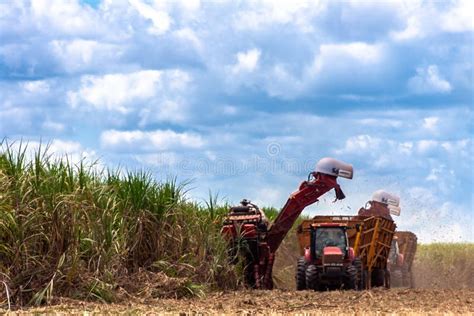 Sugar Cane Harvesting in Brazil Editorial Image - Image of farming, automation: 241735945