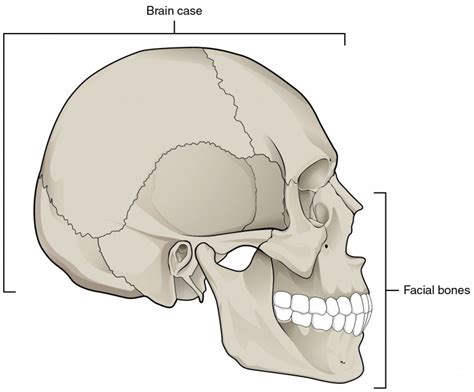 Bones of the Skull Quiz - By rallsrally