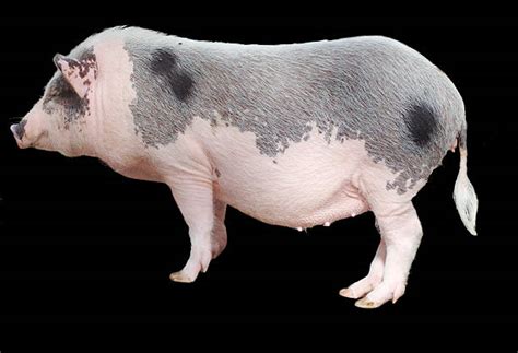 Pig Side View Stock Photos, Pictures & Royalty-Free Images - iStock