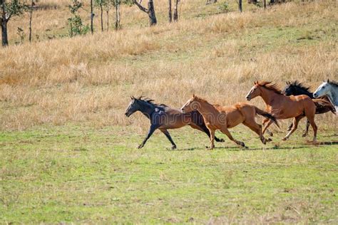 Running Wild Horses Stock Images - Download 5,069 Royalty Free Photos