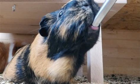 Top 15 Best Guinea Pig Water Bottle: Reviews 2019 - My Life Pets