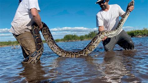 Largest Burmese Python Ever Captured in Florida Everglades Had Hoofs in Stomach - TrendRadars