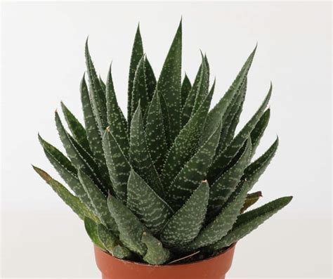 10 Best Low Light Succulents For Growing Indoors