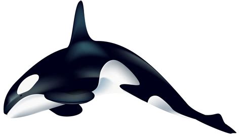 Killer whale Clip art - Orca PNG Transparent Clip Art Image png download - 8000*4576 - Free ...