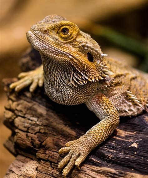 Best Bearded Dragon Cages - Types, Sizes & More | Keeping Exotic Pets