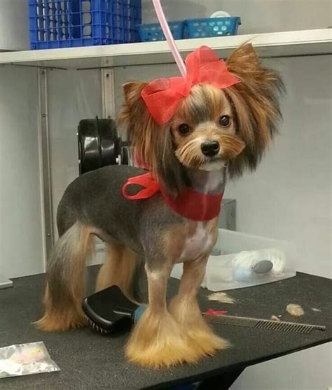 30 Different Dog Grooming Styles - Tail and Fur