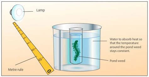 Aquatic Plant: Photosynthesis In An Aquatic Plant