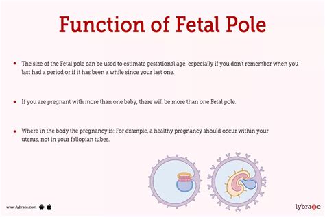 Fetal Pole (Human Anatomy): Image, Functions, Diseases and Treatments