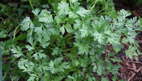 Flat or Curly Parsley: Which Is Best for Your Farm? - Hobby Farms