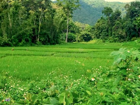 Slightly Terraced Rice Paddies Stock Image - Image of province, terraced: 284966581