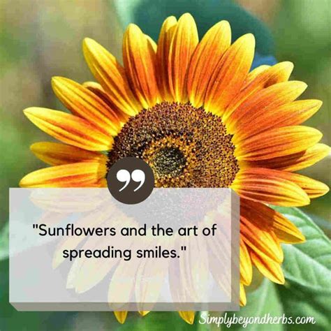 Over 300 perfect Sunflower Captions for Instagram to Brighten - SimplyBeyondHerbs