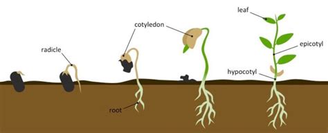 Explain the stages of germination with the help of toppr.com