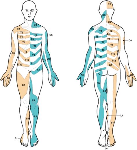 Dermatomes Conflicting dermatome maps: