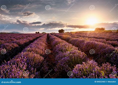 Sunset over lavender field stock image. Image of growth - 84022465