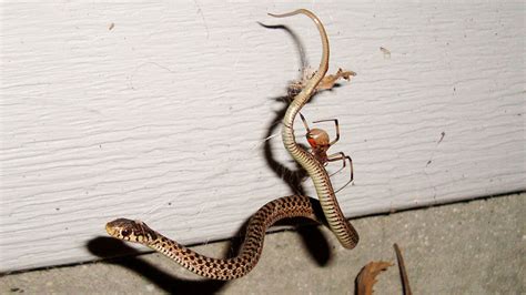 Australian Snake Eating Spider