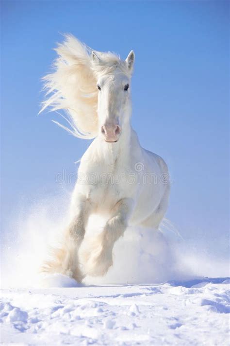 White horse stallion runs gallop in front focus. White Shire horse stallion runs , #SPONSORED, # ...