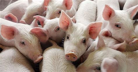 Scientists create the first ever human-pig hybrid embryos - Mirror Online