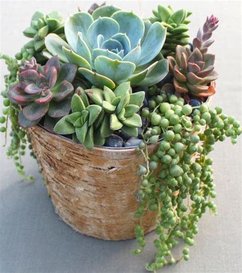 60+ DIY Indoor Succulent Arrangements Ideas 2019 - Page 26 of 61 - Kornelia Beauty