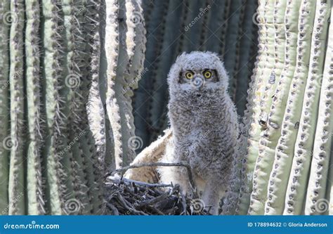 Great Horned Owl Baby in a Saguaro Cactus Nest Stock Photo - Image of anderson, arizona: 178894632