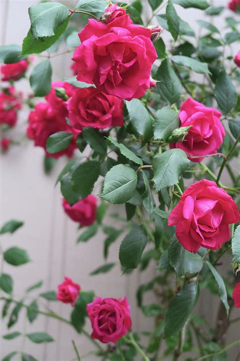 Old Fashioned Rose Garden Photograph by Shirley Heyn | Fine Art America