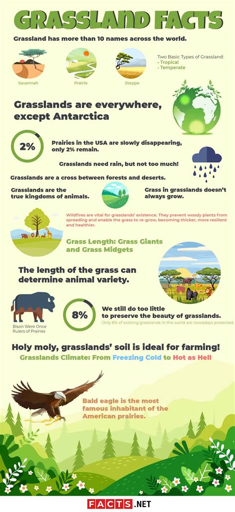 Top 16 Grassland Facts - Animals, Plants, Climate & More | Facts.net