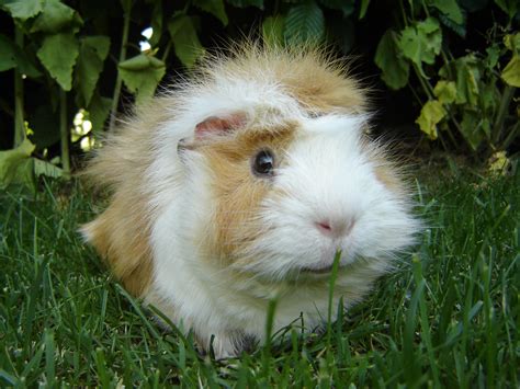 File:Guinea pig-Meerschweinchen.jpg