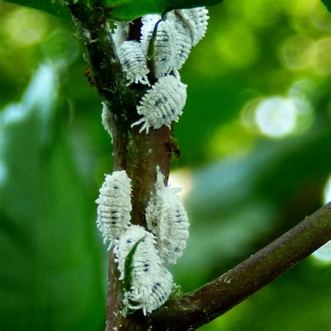 diseases of hibiscus plant ~ Plant diseases identification