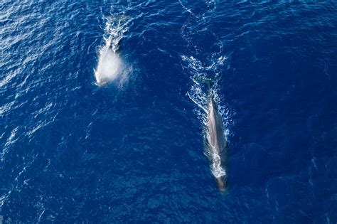 Pacific Ocean Whales