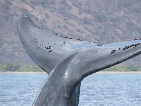 Blue Whale Fluke 16 – Loreto Sea and Land Tours and Dive Center