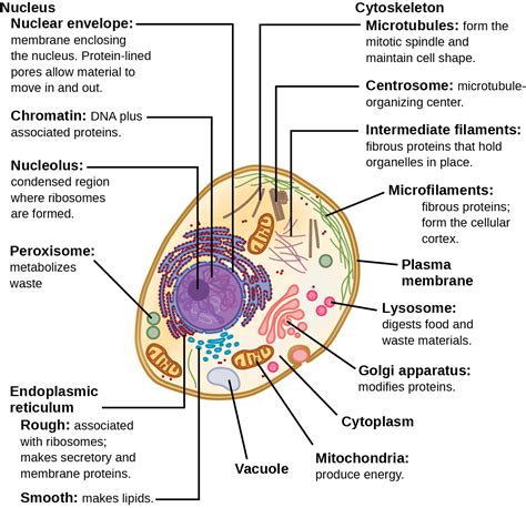 Animal Cell Organelles And Their Functions - Escons