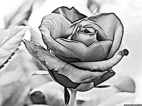 Pencil Drawing Of Rose at GetDrawings | Free download