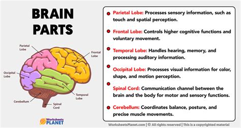 Parts of the Brain and its Functions