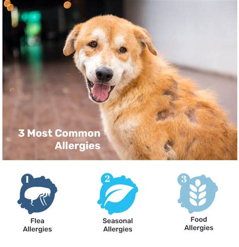 Countryside | Skin Conditions & Allergies in Pets