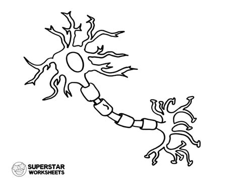 Grab your free printable neuron cell worksheets from SuperStarWorksheets for coloring pages ...