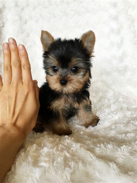 Tiny Teacup Yorkie Puppy for sale! - iHeartTeacups