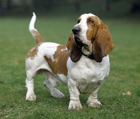 Basset Hound Puppy Owes His Life To One Mays Landing, NJ, 55% OFF