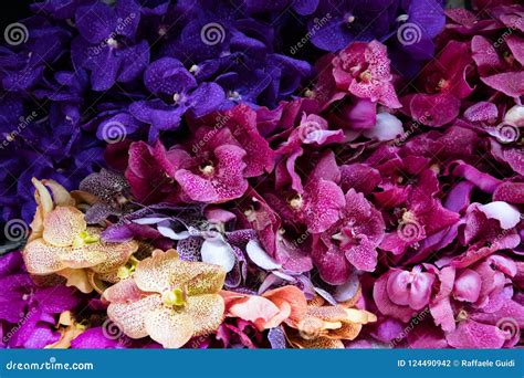 Yellow, Purple and Pink Orchids Stock Photo - Image of decorations, background: 124490942