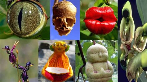 52 Most weirdest Plants in the world | Exotic plants in the world | Strangest Plants - YouTube